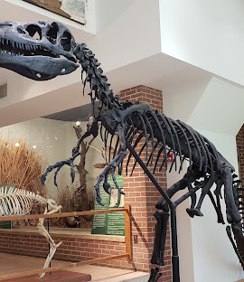 A cast mold of a Carnosaur in Joseph Moore Museum at Earlham College in Richmond, Indiana.